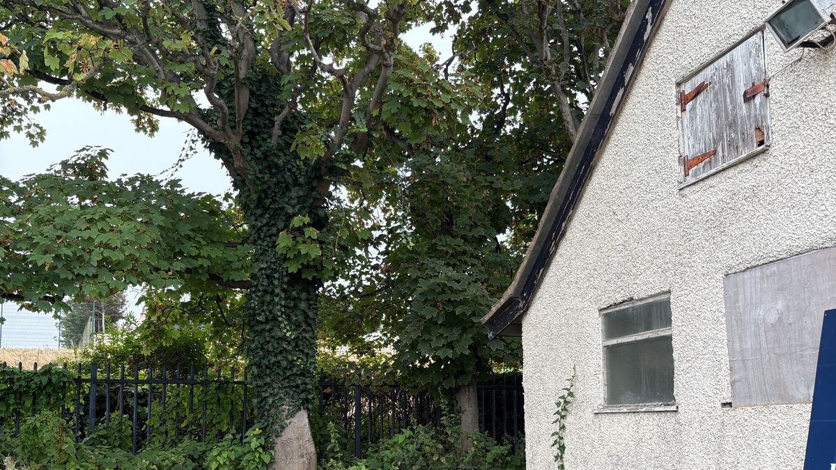 A derelict, boarded-up building beside a large tree with ivy climbing its trunk